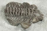 Long, Partial Eldredgeops Trilobite Fossil - Silica Shale, Ohio #191144-3